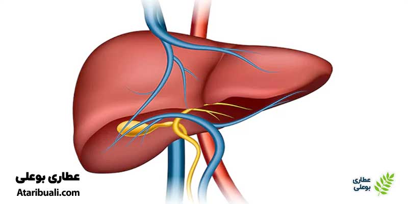 علائم کبد چرب از دیدگاه طب سنتی