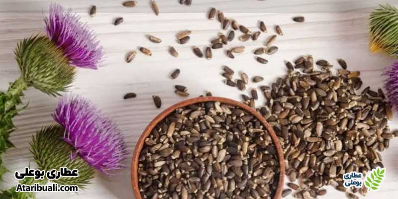 از کدام قسمت گیاه خار مریم استفاده کنیم؟