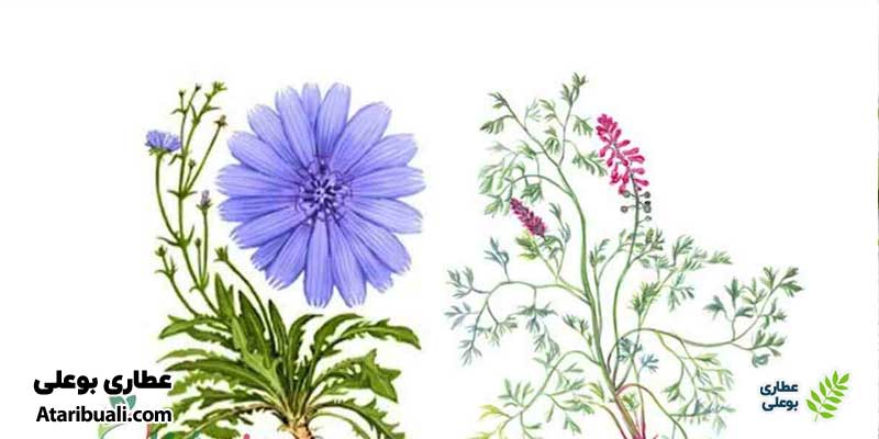 دستور مصرف عرق شاتره و کاسنی