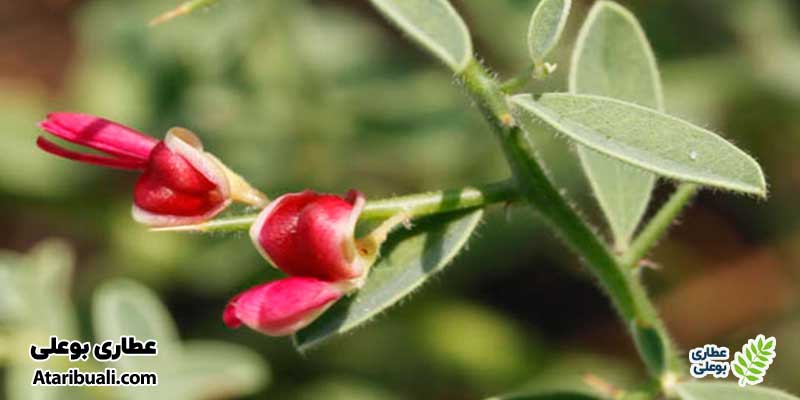 طبع عرق خارشتر