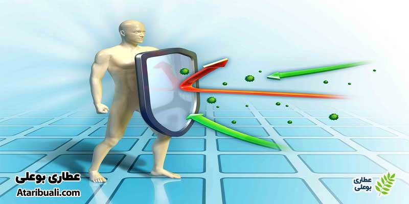 خواص عرق خار مریم برای تقویت سیستم ایمنی