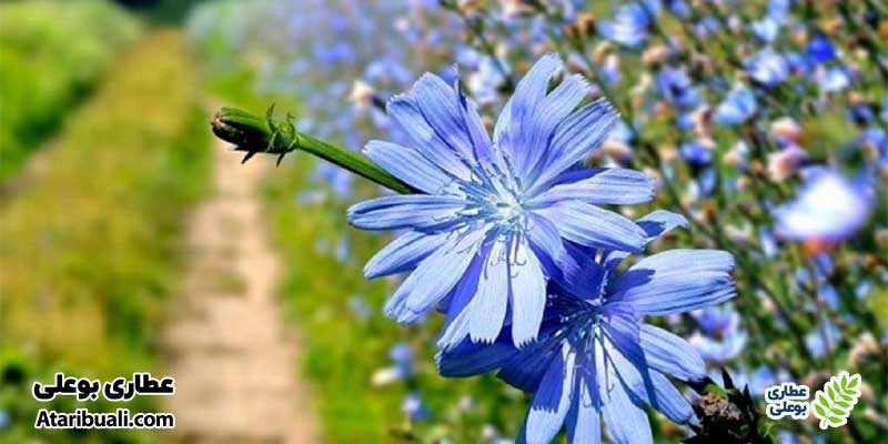 ترکیبات و منع مصرف داروی گیاهی کبد چرب کاژوا