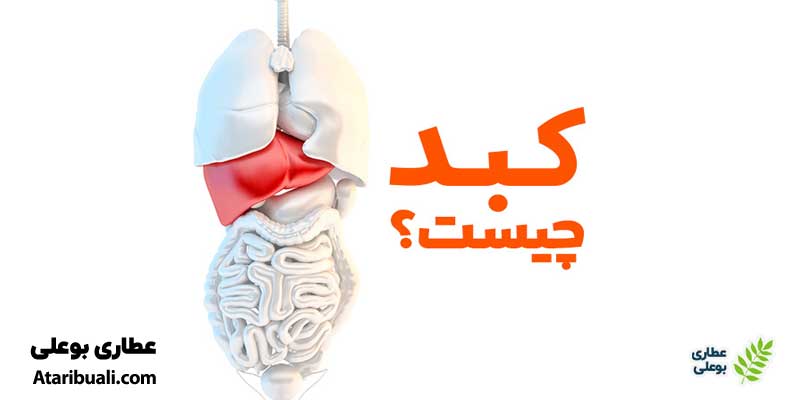 آشنایی با کبد و عملکرد آن در بدن