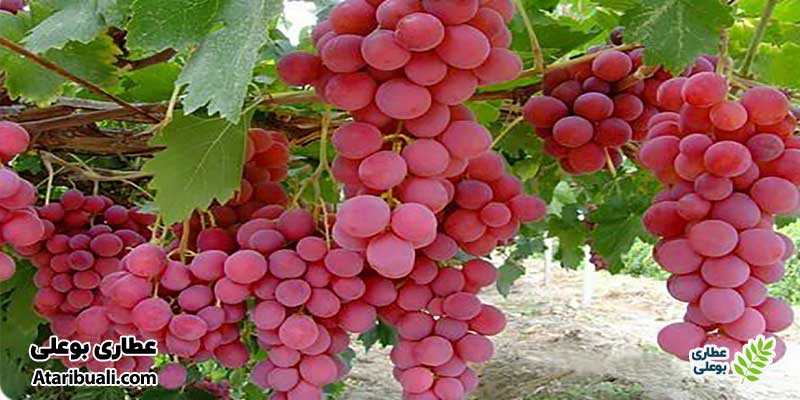انگور مفید برای کبد چرب
