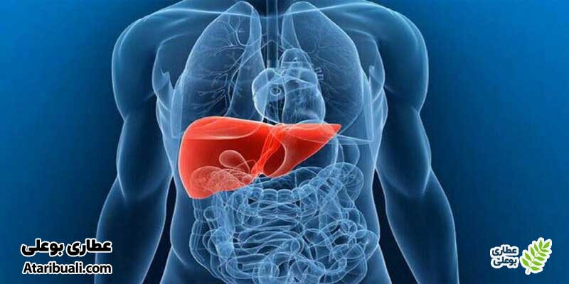 خواص قرص لیورگل، محافظت از کبد