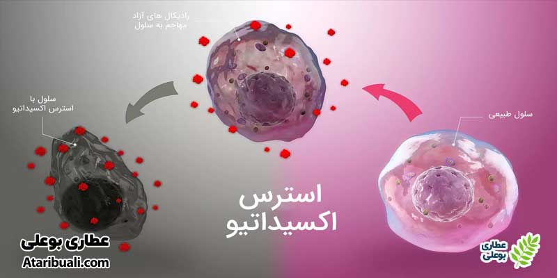خواص قرص لیورگل، محافظت در برابر استرس اکسیداتیو