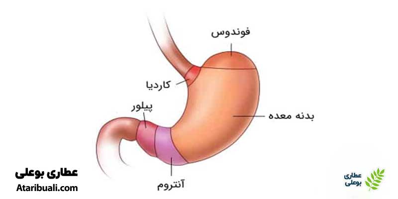 معده چیست؟