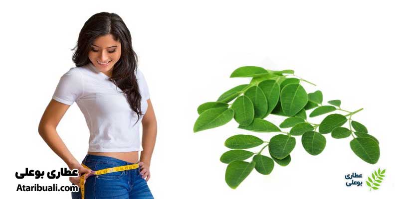 مهمترین نکته در استفاده از مورینگا
