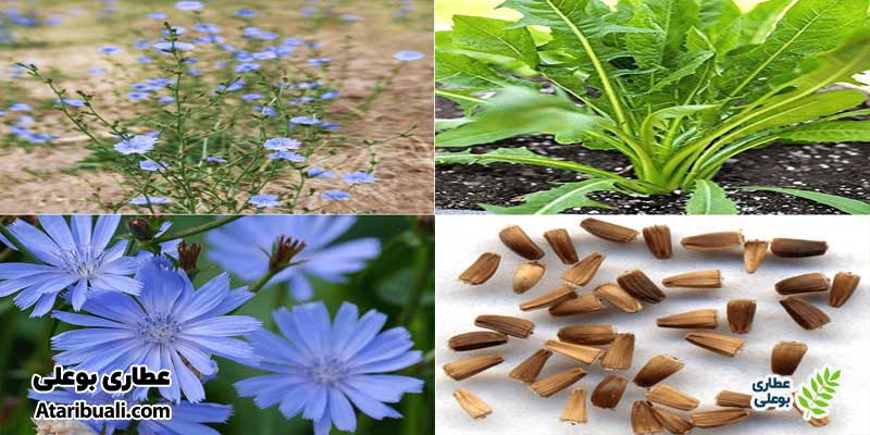 کاسنی، ترکیبات اسلیم مکس