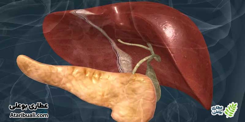 خواص قرص میلک تیستل: کاهش چربی درون کبد