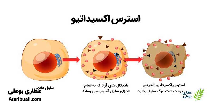 خواص قرص میلک تیستل: کمک به کاهش رادیکال‌های آزاد