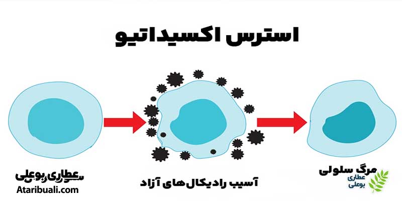خواص کپسول سیناکر: کاهش تولید رادیکال‌های آزاد و محافظت از کبد