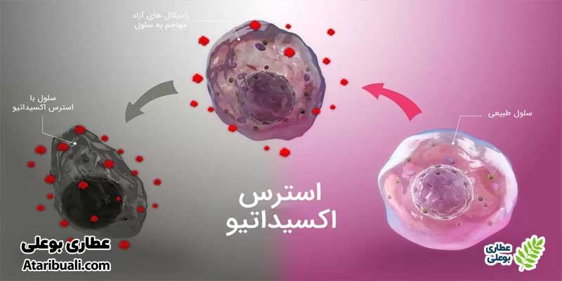 خواص کپسول لیور ویت یوروویتال، افزایش مقاومت در برابر استرس اکسیداتیو