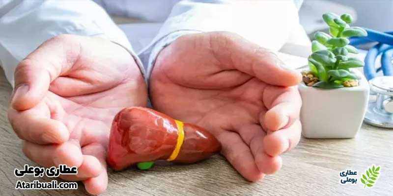 خواص کپسول لیور ویت یوروویتال، تنظیم سطح آنزیم‌های کبدی