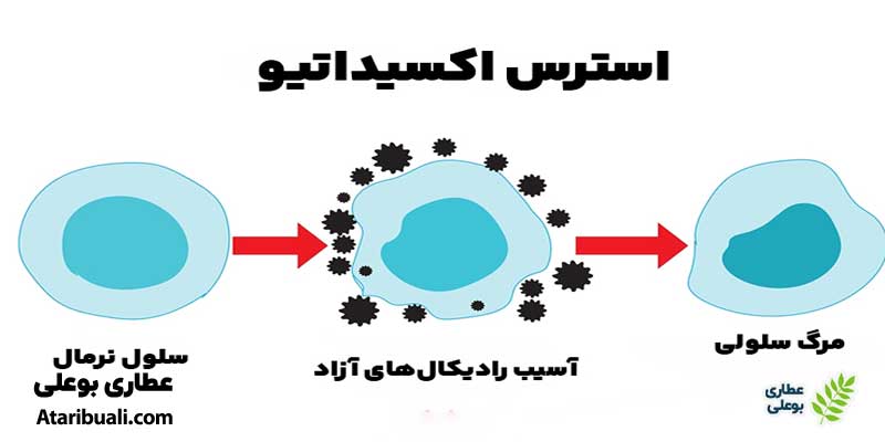 خواص کپسول نوتری لیور ساپورت، محافظت از سلول‌های کبدی در برابر رادیکال آزاد