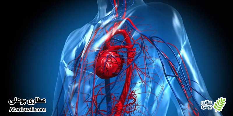 خواص کپسول ویت ایس، کمک به حفظ سلامت عروق