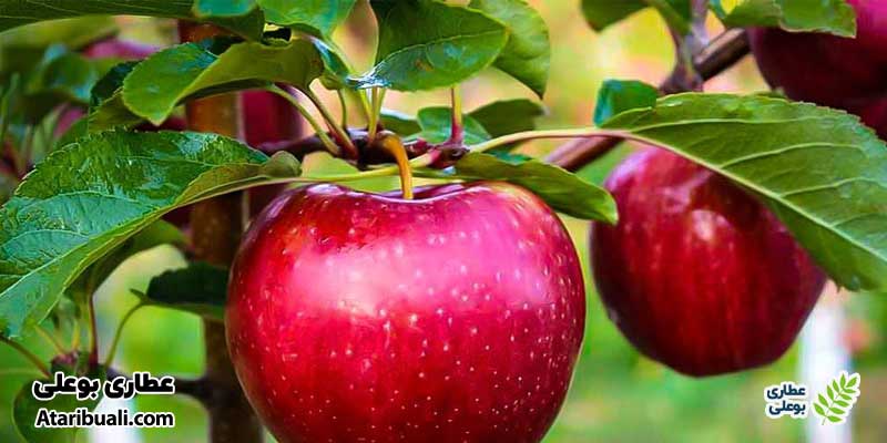 سیب، بی رحم‌ترین چربی سوز شکم و پهلو