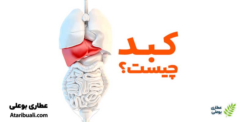 کبد چیست و چگونه کار می‌کند؟