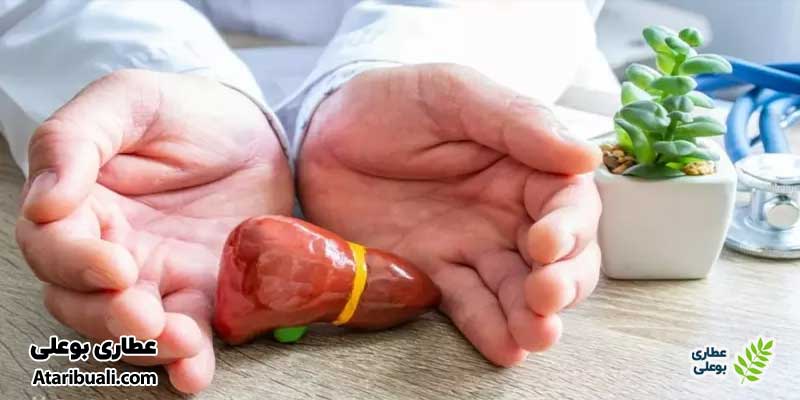 خواص کپسول آدولیور، تنظیم آنزیم‌های کبدی