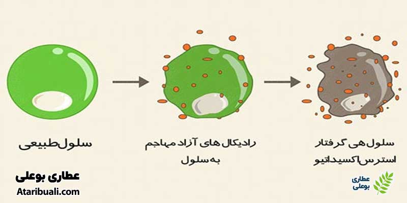خواص کپسول آماتیور، محافظت‌کننده سلول‌های کبدی در برابر آسیب اکسیداتیو