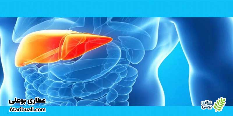 خواص کپسول لیورید اچ تی اس، محافظت از سلول‌های کبدی در برابر صدمات ناشی از مصرف دارو‌ها