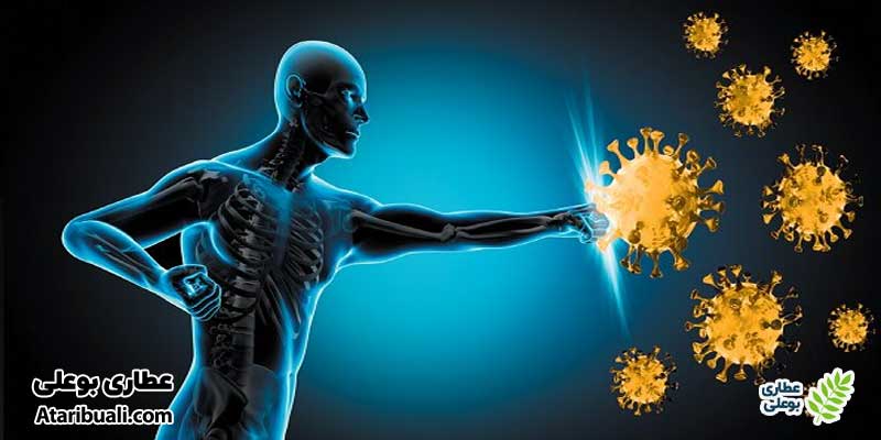 خواص کپسول لیورسیل، تقویت سیستم ایمنی