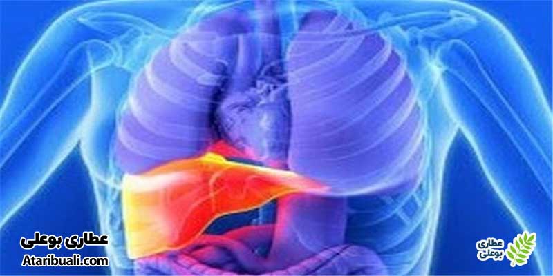 خواص کپسول لیورید اچ تی اس، کاهش آنزیم‌های کبدی