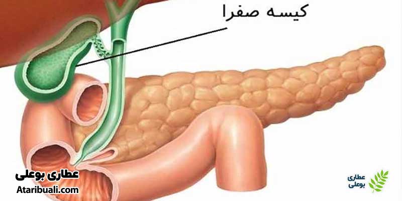 خواص کپسول لیوکس آرایکس، کمک به تشکیل صفرا
