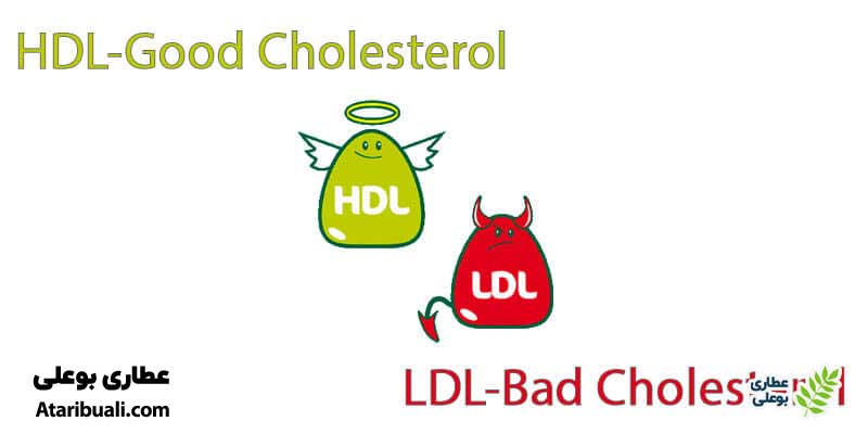 خواص کپسول هپاتیکال، کاهش LDL و افزایش میزان لیپوپروتئین HDL