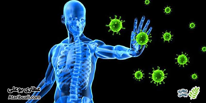 خواص ماست و شوید، تقویت سیستم ایمنی
