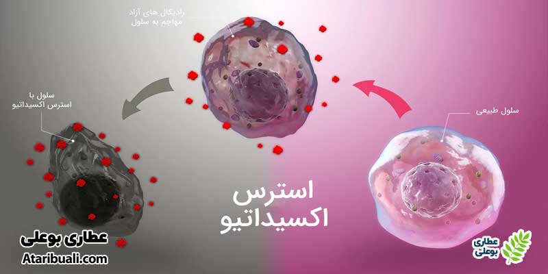 مقابله با استرس اکسیداتیو