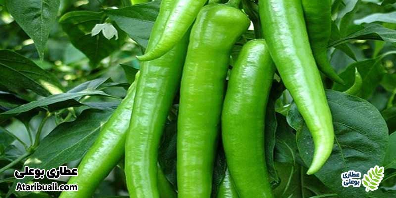 موارد احتیاط و منع مصرف فلفل سبز تند