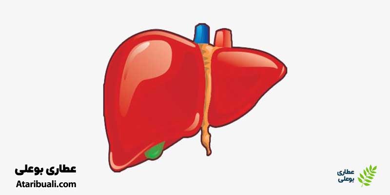 خواص قرص هپاتوهیل باریج، تحریک متابولیسم کبدی