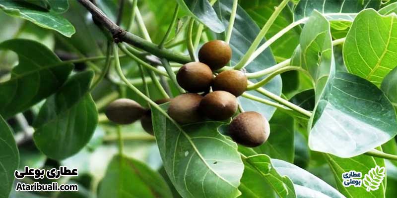 طبع هلیله سیاه در طب سنتی