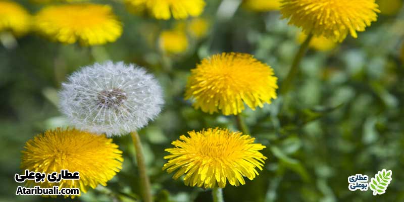 قاصدک:  (Dandelion) سم‌زدا و تقویت‌کننده کبد