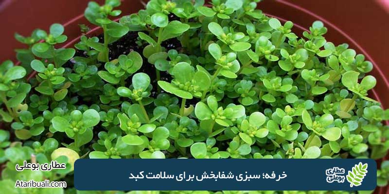 Purslane