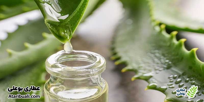 آلوئه‌ورا: آنتی‌اکسیدان قوی برای سلامت کبد