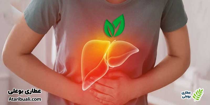 مراحل انجام حجامت کبد