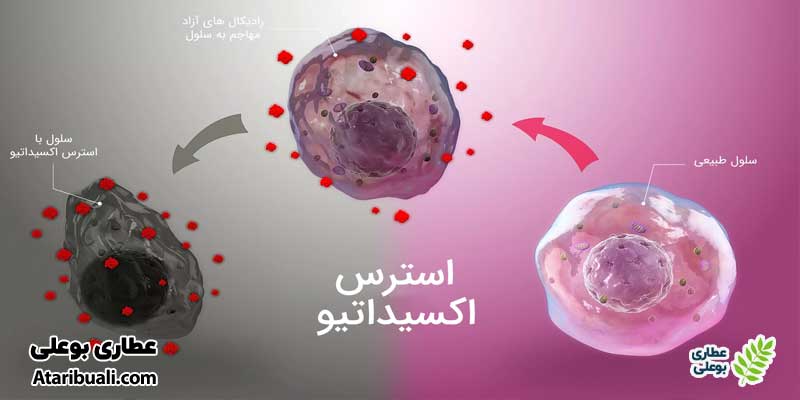 6 خواص آویشن برای کبد