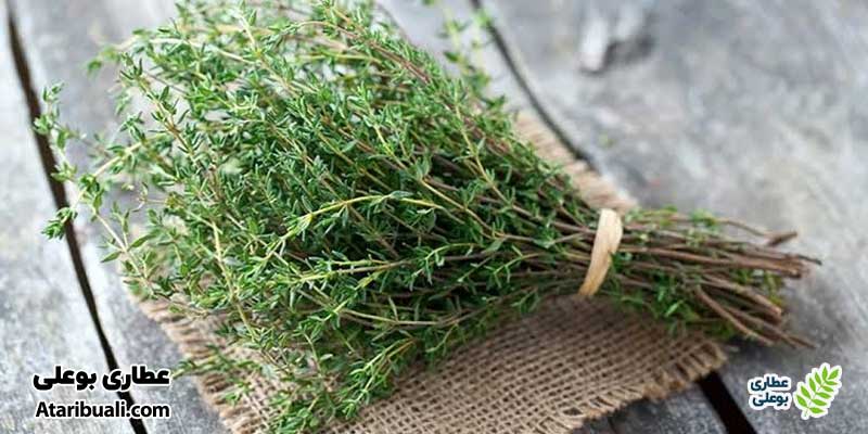 طبع آویشن گرم است یا سرد؟